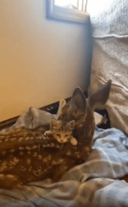 누워 있는 사슴의 목덜미를 앞발로 꼭 쥐려는 새끼 고양이의 다정한 집착