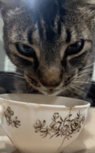 물 마시며 카메라를 응시하는 고양이의 당당한 클로즈업