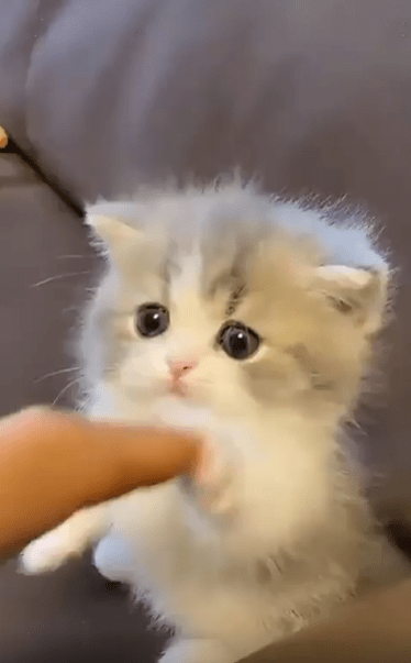 출처 : Reddit / 새끼 고양이가 주인에게 놀아달라고 하고있다