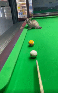 고양이의 앞발 한 번에 당구공이 퐁, 정확히 포켓인