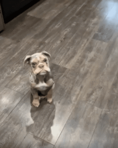 밥 기다리며 발 동동 구르는 강아지의 초조한 식전 댄스