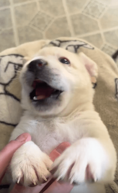 출처 : Reddit /주인이 새끼 강아지의 배를 만지자 발버둥을 친다