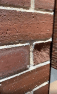 카메라에 몰려들어 꿀꿀거리는 새끼 돼지들의 단체 인사