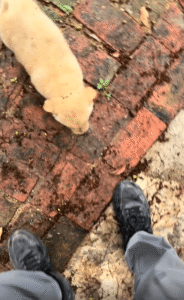 배 쓰다듬자 순식간에 눕는 새끼 강아지의 꿀같은 항복