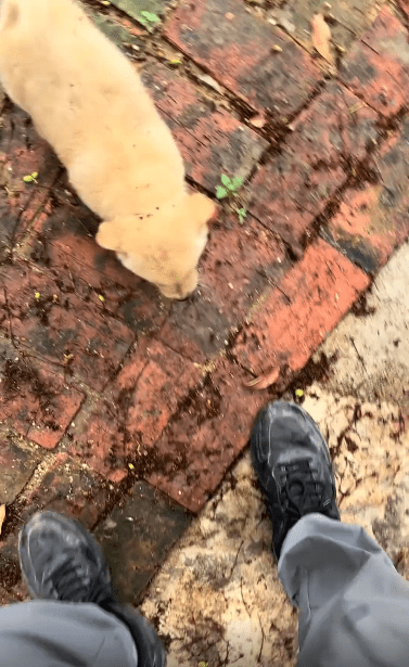 출처 : Reddit / 강아지가 다가오자 강아지를 눕히고 배를 쓰다듬어준다