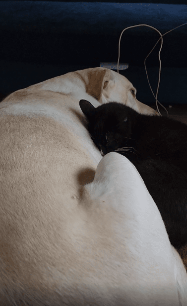 출처 : Reddit / 하얀 강아지가 편하게 누워있고 그옆에 검은 고양이가 강아지에게 살짝 기댄체 누워있다