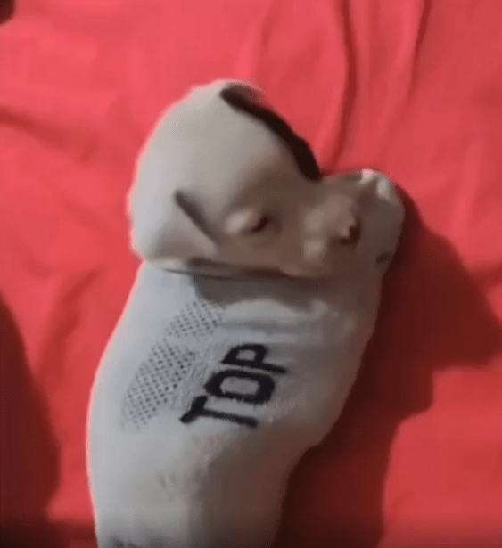 출처 : Reddit / 양말 속에서 자는 새끼 강아지