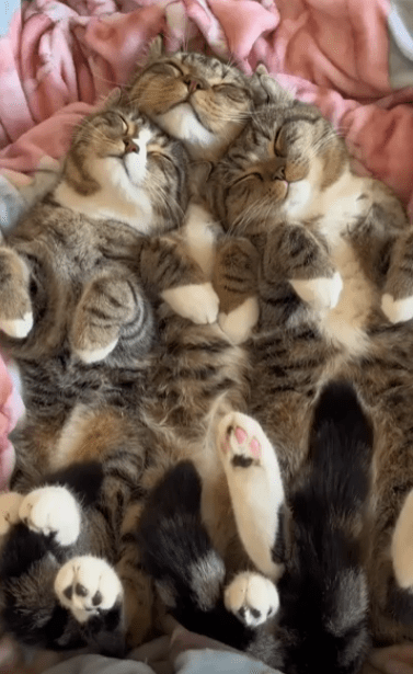 출처 : Reddit / 고양이들이 모여서 잠을 자고있다