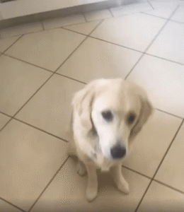 약 숨긴 빵을 덥썩 받고도 씹지 않은 강아지의 시크한 반전