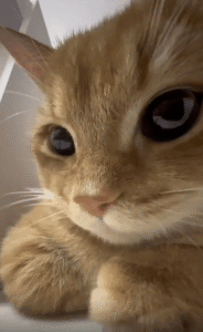 사뿐한 장난에도 쏟아지는 고양이의 골골송