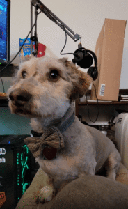 익숙한 옥수수를 여유롭게 뜯어먹는 강아지의 간식 타임