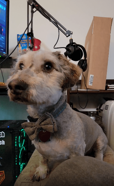 출처 : Reddit / 주인이 주는 옥수수를 뜯어먹는 강아지