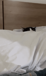 카메라만 보면 다시 숨는 고양이의 은밀한 숨바꼭질