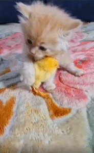 병아리와 놀 때마다 살금살금 움직이는 새끼 고양이