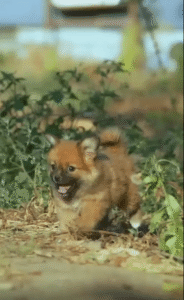 미소 띤 채 야외를 달려오는 새끼 강아지