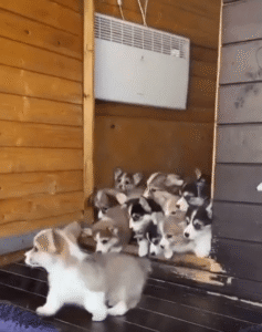 문 열리자 쏟아져 나온 새끼 강아지들의 사랑 폭탄