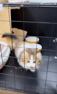 울음 뒤 철창 사이로 얼굴을 내민 고양이