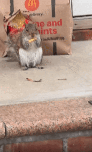 맥도날드 봉투 속에서 감자튀김 먹는 다람쥐