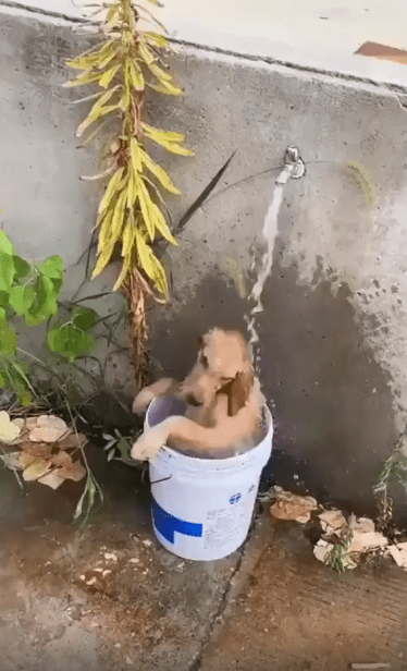 출처 : Reddit / 플라스틱 통안에 있는 강아지위로 수도꼭지에서 물이 나오고 있다