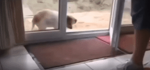 발 털고 들어오는 강아지의 깔끔한 입장 예절