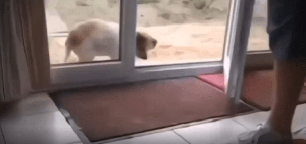 출처 : Reddit / 집에 들어오기전에 발판에 발을 털고 들어오는 강아지