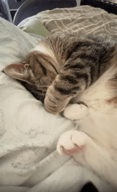 출처 : Reddit / 앞발로 얼굴을 가리고 자는 고양이