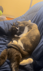 서로 그루밍해주는 두 고양이의 소파 위 화해