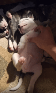 배 위쪽을 긁자 뒷다리가 절로 까딱이는 새끼 강아지