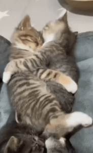 서로 꼭 껴안고 자는 두 고양이의 꿀잠 포즈