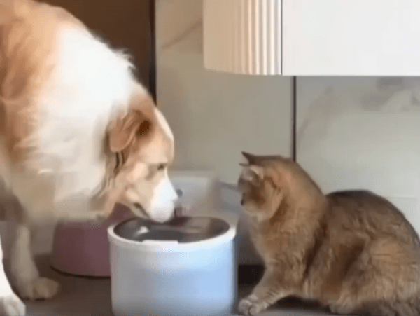 출처 : Reddit / 물을 먼저 먹고 있는 강아지 고양이가 먹고 있지않다는걸 눈치채고는 슬쩍 비켜준다