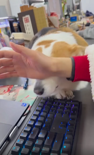 출처 : Reddit / 쓰다듬을 받고 싶어 주인을 방해하는 강아지