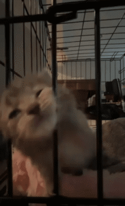 케이지 철창 사이로 얼굴을 내민 고양이의 탈출 시도