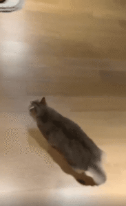 쿠션 위로 점프해 대자로 뻗은 고양이의 주말 선언