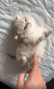 하늘로 발 쭉 뻗은 채 침대 위에 드러누운 새끼 고양이