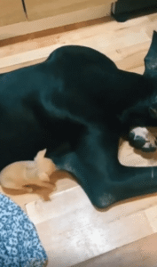 거대한 개 앞에서 분투하는 새끼 강아지의 장난 공격