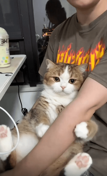 출처 : Reddit / 주인의 팔을 껴안고있는 고양이 수줍은듯 고개를 팔쪽으로 푹 숙인다