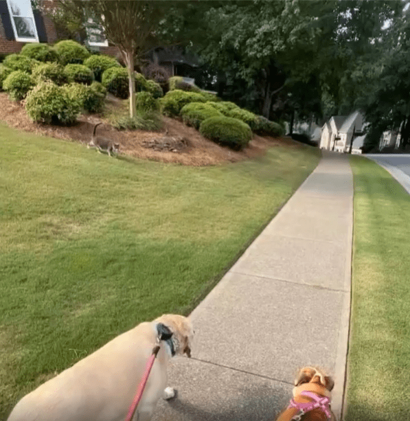 출처 : Reddit / 두강아지가 주인과 함께 산책중이다 그런데 길을 가던고양이가 자연스럽게 산책에 합류한다