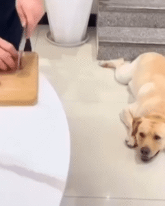 일부러 고기 흘린 척한 주인 vs 슬쩍 발로 숨긴 강아지