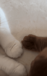 앞발을 마주잡은 두 고양이