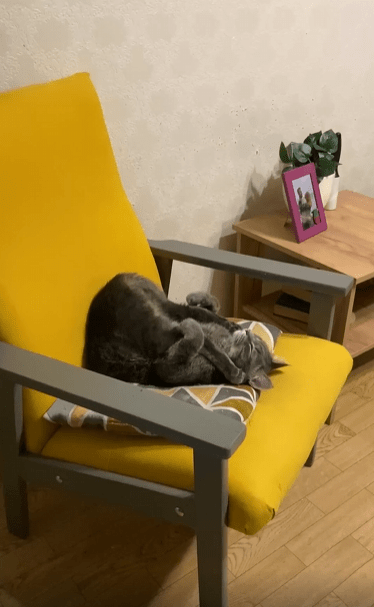 출처 : Reddit / 고양이가 의자위에 등을 대고 누워서 의자 등받이쪽에 뒷발을들어 몸쪽으로 바짝 당긴채 누워 있다