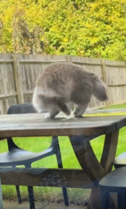 꼬리에 걸린 장난감, 자기가 자기를 쫓는 고양이