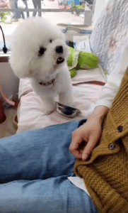 ‘점심 안줘요?’ 앞발로 조심히 두드리는 강아지의 외교술