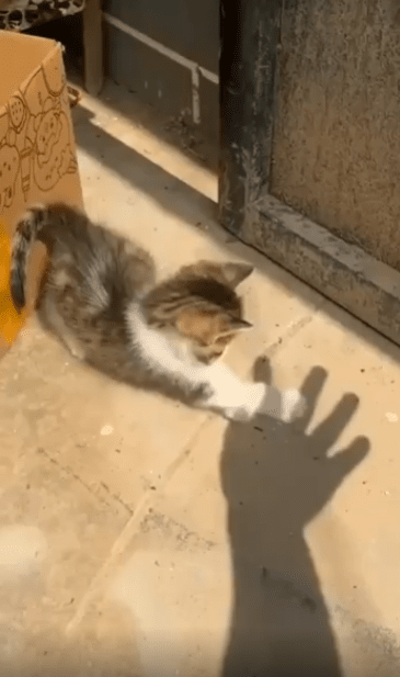 출처 : Reddit / 바닥에 비치는 사람의 팔 그림자를 진짜로 인식하는지 잡으려고하는 새끼 고양이