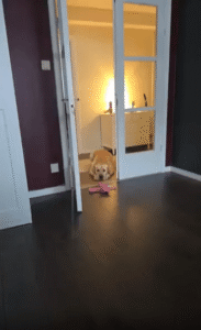 “플루토는 오늘도 문 앞에서 기다립니다”