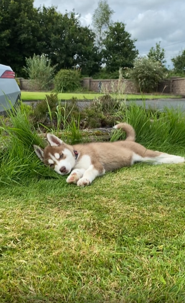출처 : Reddit / 정원에서 옆으로 살짝 누워서 휴식을 취하는 강아지