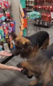 주인의 눈빛 하나로 움직이는 두 강아지의 믿음