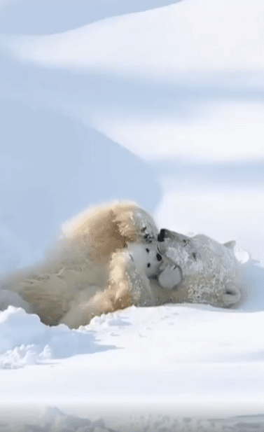 출처 : Reddit / 눈위에서 새끼와 함께있는 북극곰