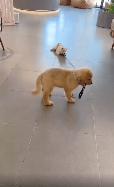 출처 : Reddit / 앞에 강아지가 목줄을 물고 가고 있고 뒤에 강아지는 줄에 끌려 가고있다
