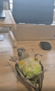 앞구르기 한 번에 간식을 소환하는 앵무새의 유쾌한 마법쇼