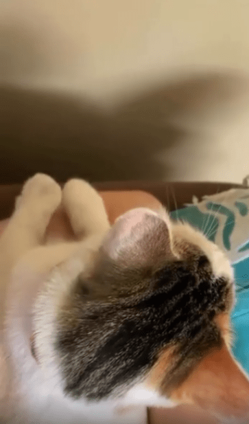 출처 : Reddit /  작은 테이블위에 고양이가 앉아있고 두앞발을 리드미컬하게 번갈아가며 살짝 올렸다내렸다 하고있다